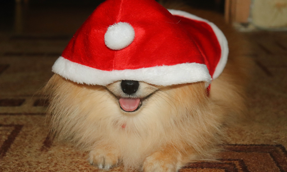 Świąteczny hit dla psa: gadżet, który naprawdę się przydaje