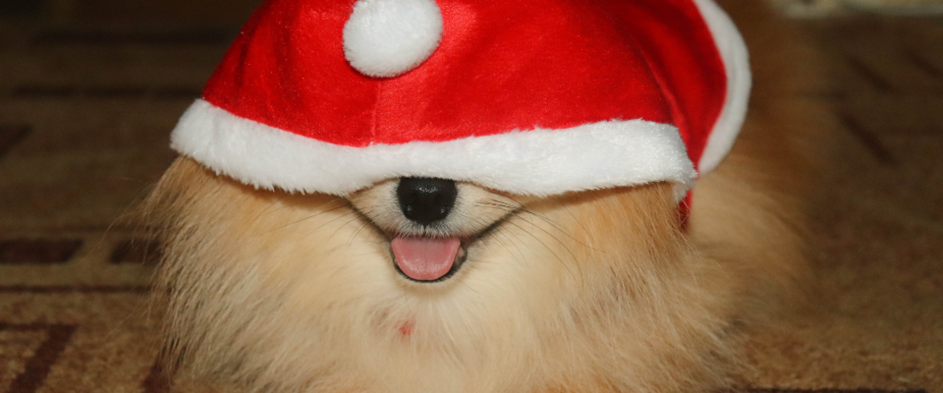 Pies w czapce mikołaja